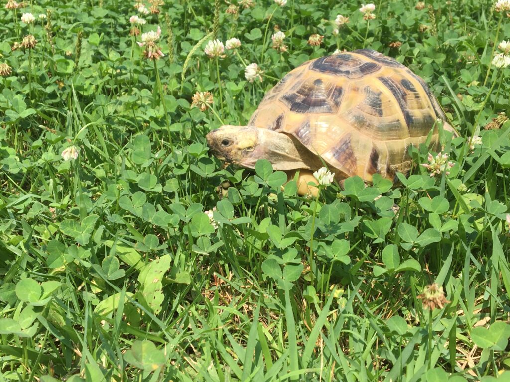 ギリシャリクガメの飼育費用のイメージ