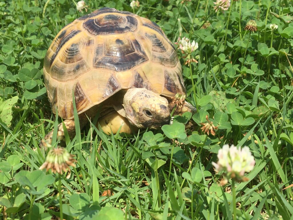 ギリシャリクガメの餌の多様性のイメージ