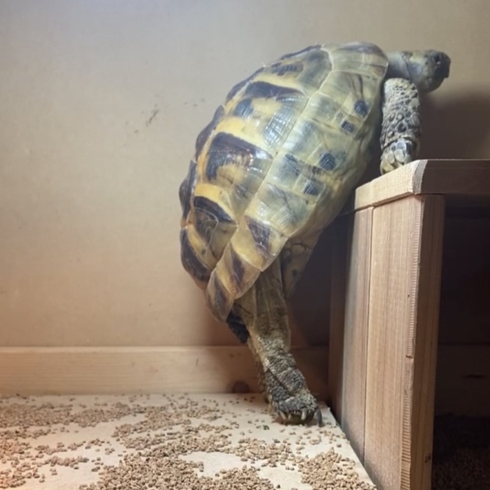 シェルターに登るリクガメ