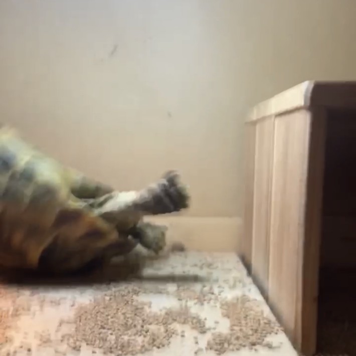 転倒するリクガメ