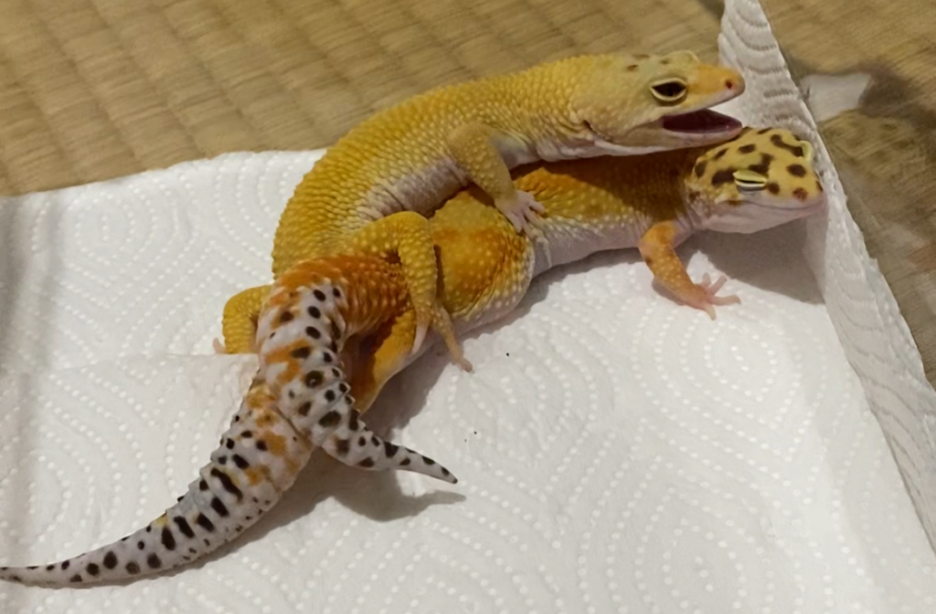 キッチンペーパーの上でペアリングする2匹のレオパ