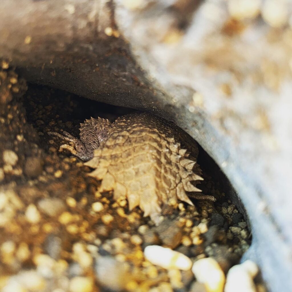 Xenagama taylori sheltering under a rock with its broad spiny tail facing the entrance