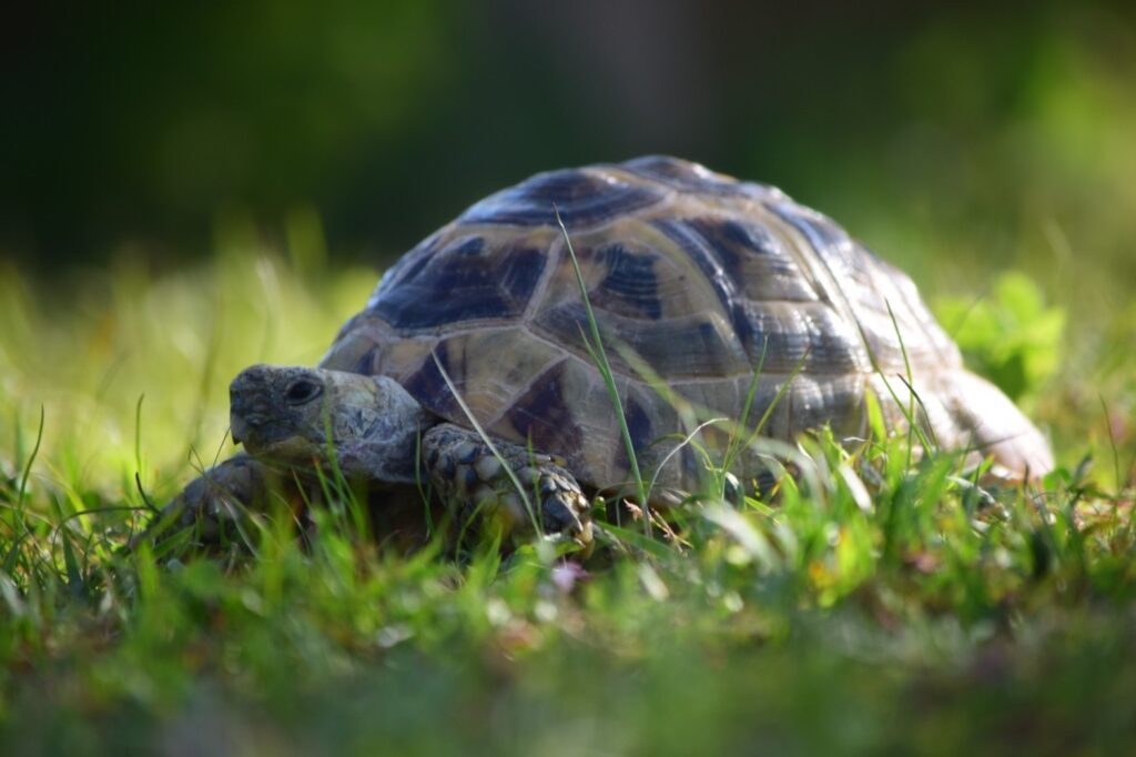ギリシャリクガメの飼育設備