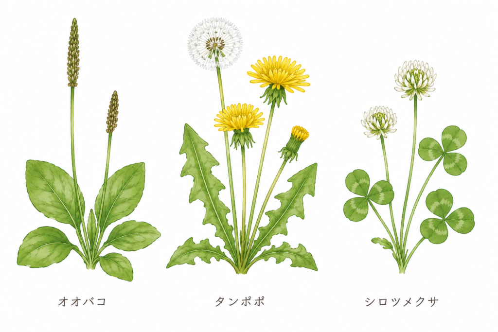 リクガメのケージ内の空気の流れのイメージ