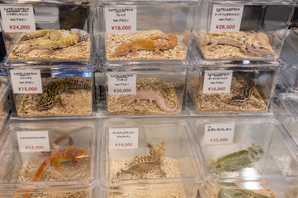 爬虫類イベント会場でレオパ(ヒョウモントカゲモドキ)が並ぶ展示即売ブース