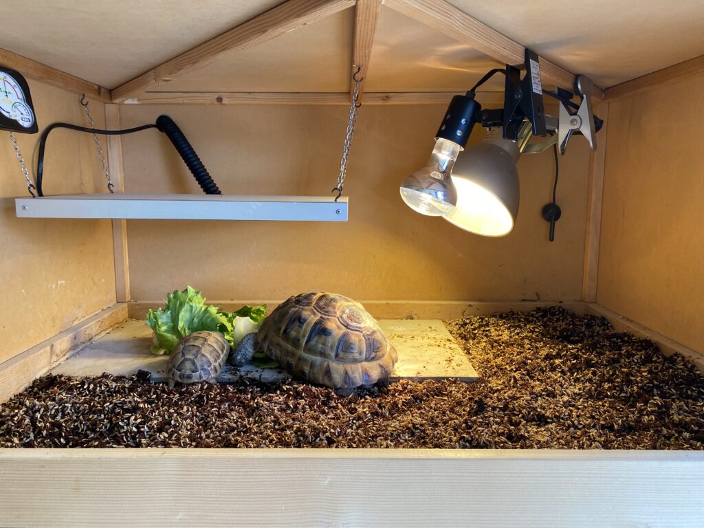 ギリシャリクガメの飼育環境のレイアウト