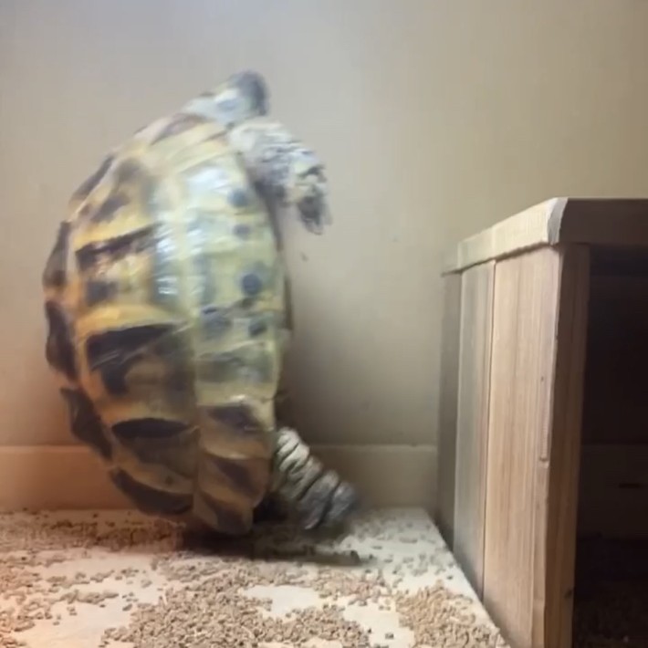 シェルターから手が滑るリクガメ