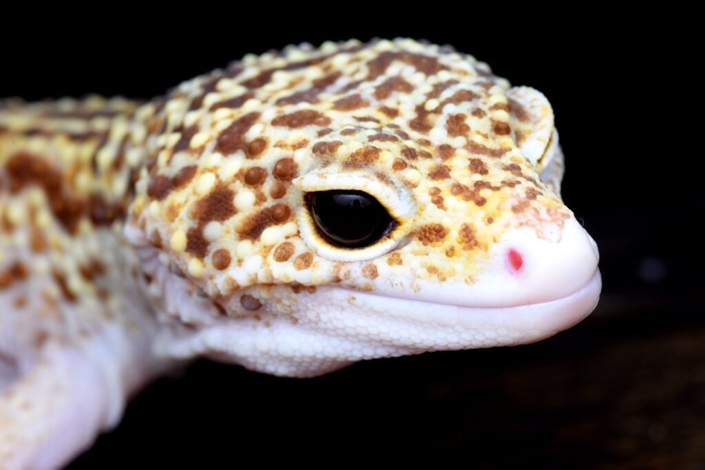 初心者向けとして紹介されることが多い爬虫類のレオパ