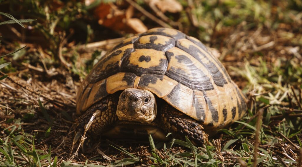 リクガメの飼育環境のイメージ