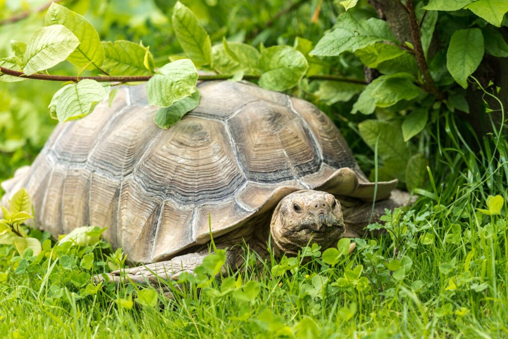 屋外で過ごすリクガメ