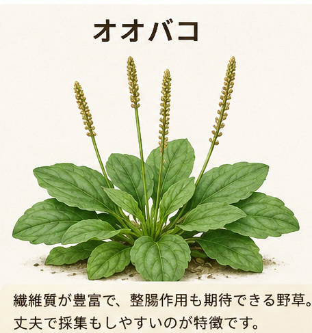 リクガメにおすすめの野草