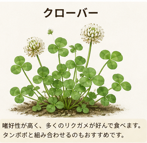 リクガメに与える野菜