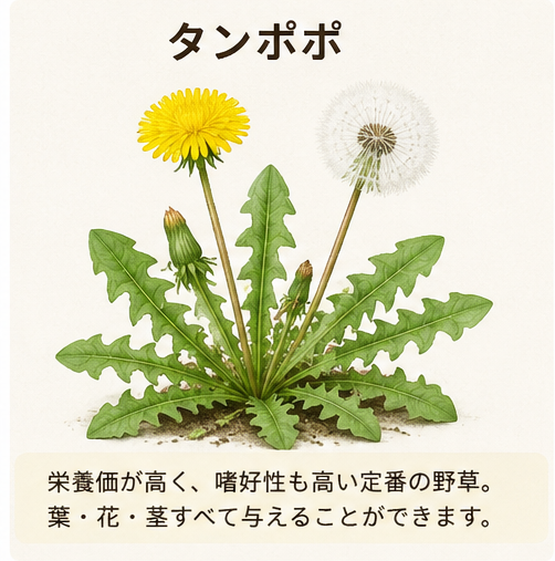 リクガメの餌のイメージ