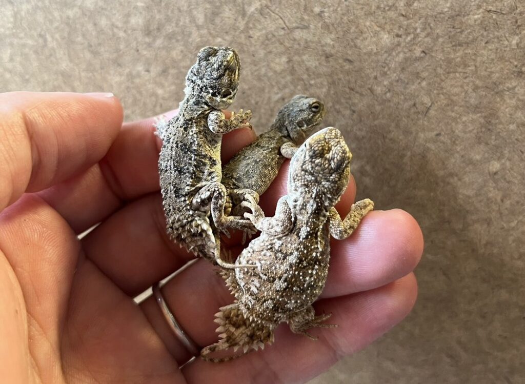 手に乗る3匹のゼノガマ