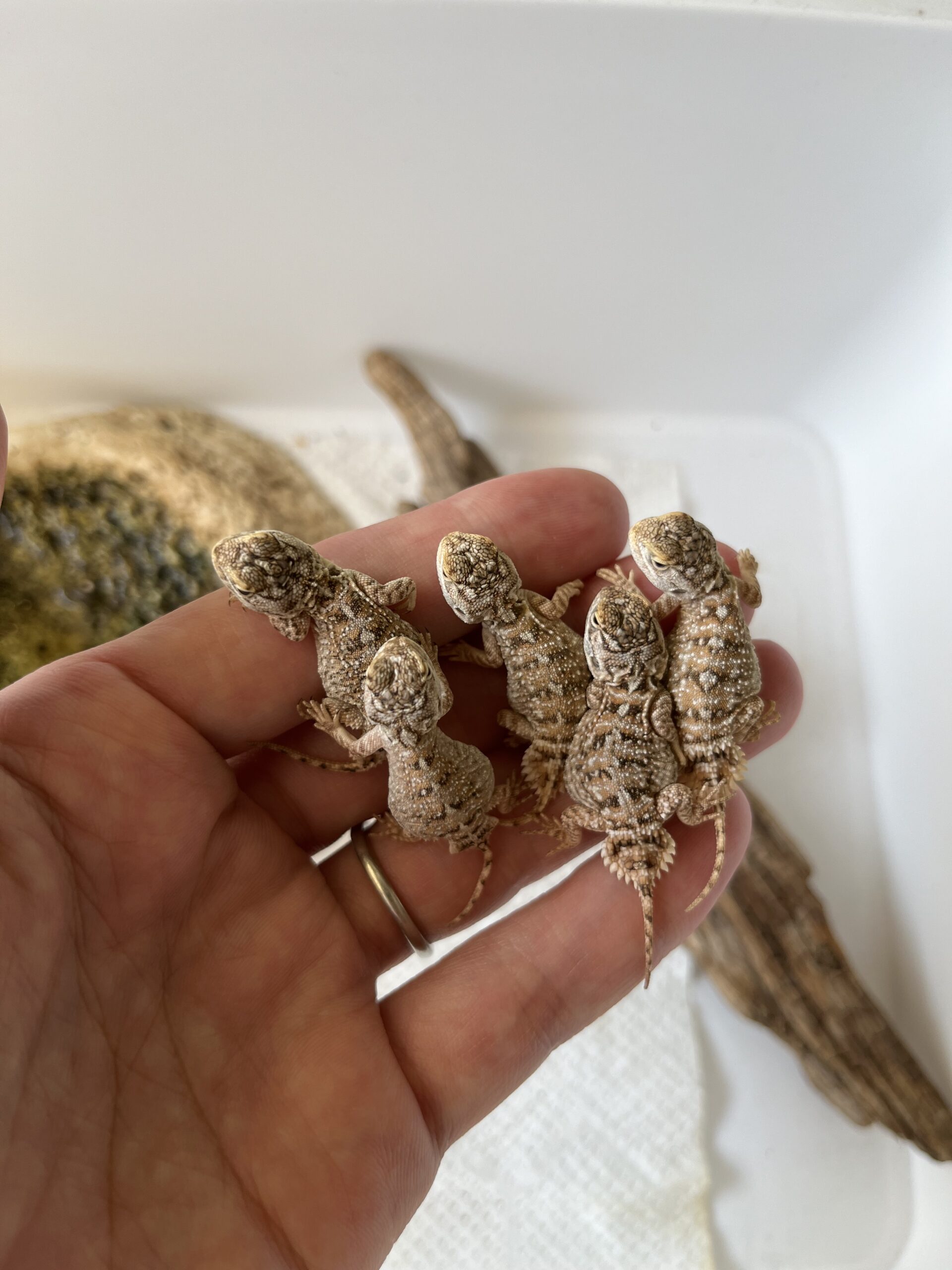 気が付けば手のひらにベビーがずらり。レオパをきっかけに爬虫類が増えていきます