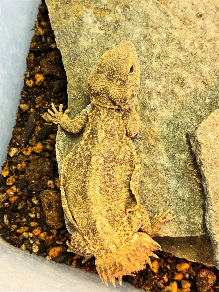 岩の上で休む産卵前のゼノガマのメス
