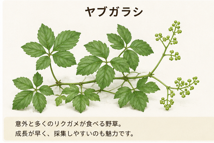 リクガメの餌のローテーション