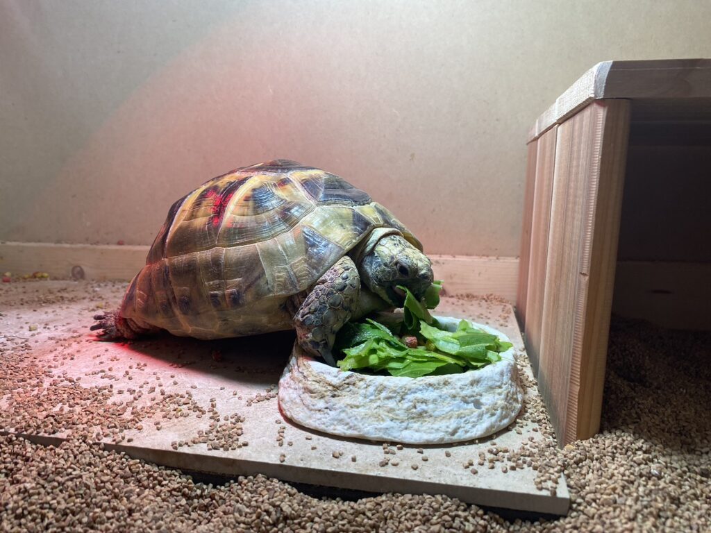 餌を食べるリクガメ
