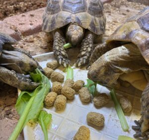 小松菜とマズリを食べるリクガメ