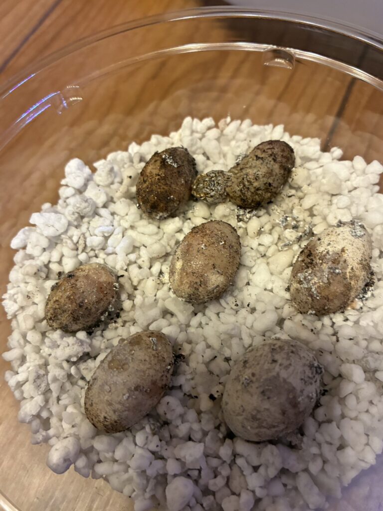 Seven Xenagama taylori eggs in perlite near the end of incubation, with several eggs visibly dented and discoloured