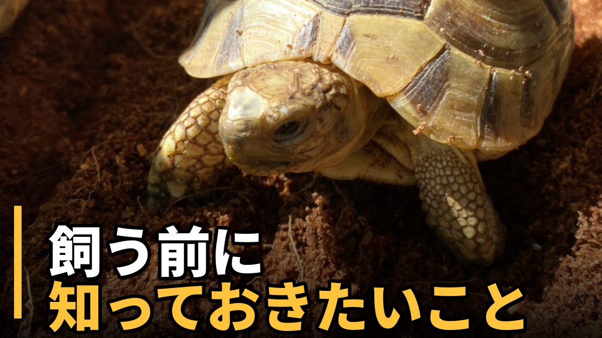 リクガメを飼う前に知っておきたいことを解説する記事のアイキャッチ。土の上にいるギリシャリクガメのアップ写真。