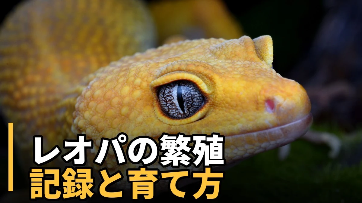 レオパの繁殖記録（産卵・孵化・ベビーの立ち上げ）を解説する記事のアイキャッチ。ヒョウモントカゲモドキ（レオパ）の顔アップ写真。