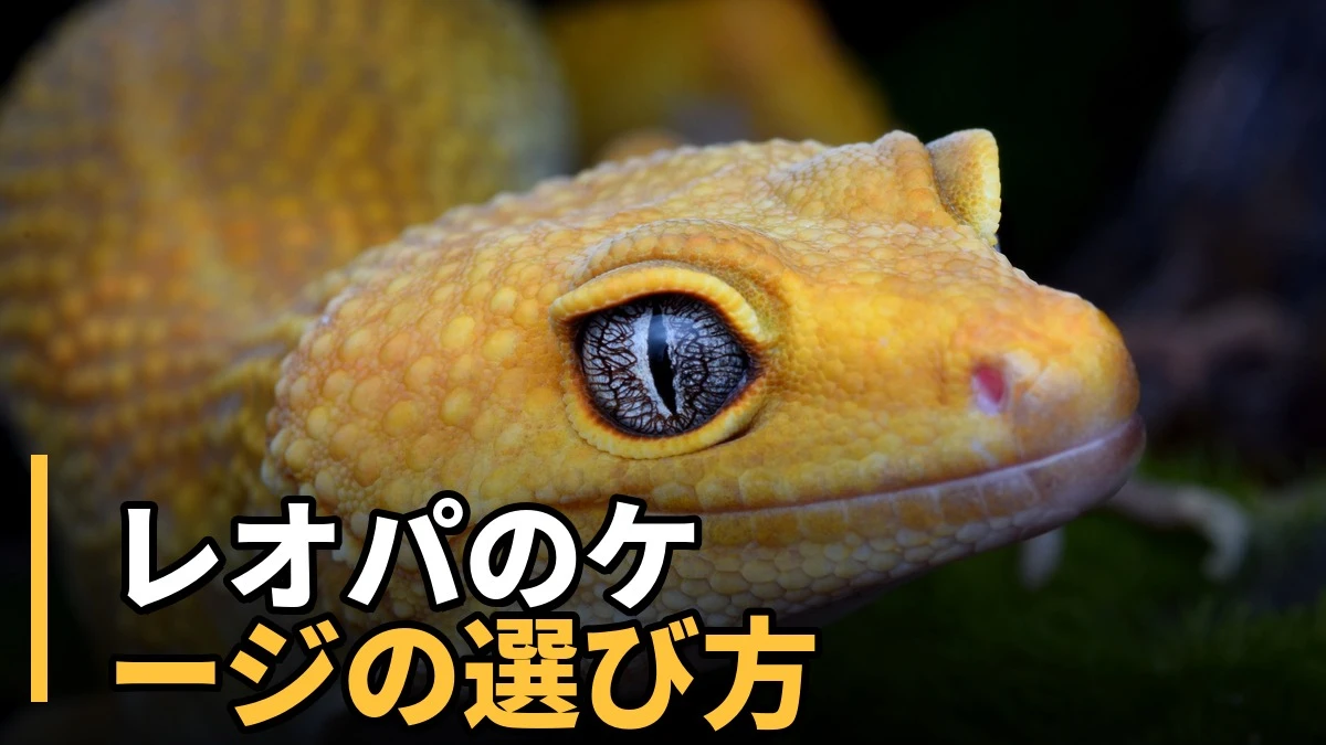 レオパのケージの選び方を解説する記事のアイキャッチ。黄色い体に青い目のヒョウモントカゲモドキ（レオパ）の顔アップ写真。