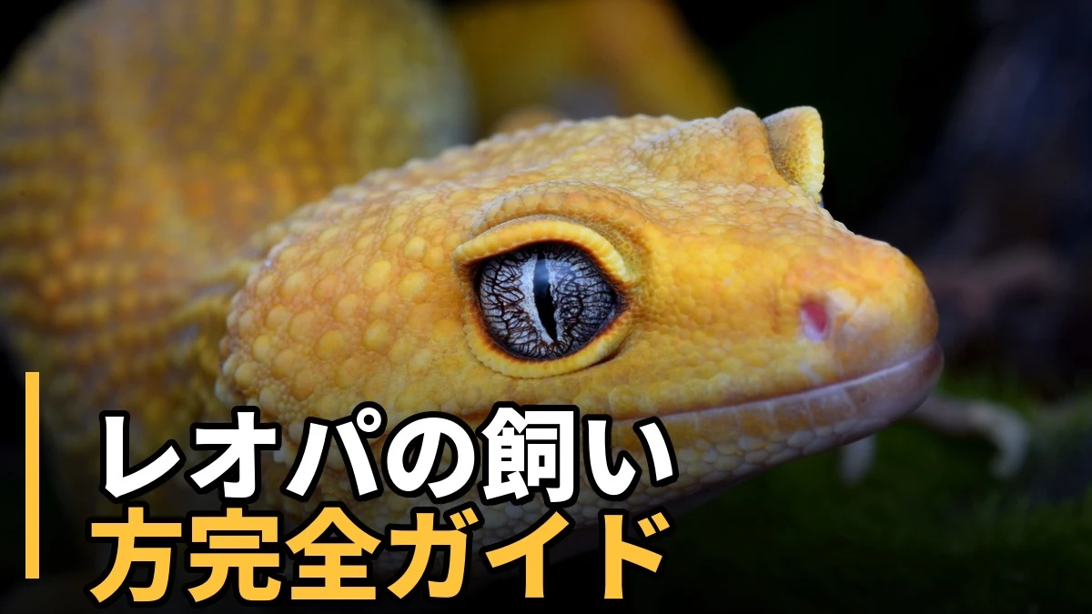 レオパの飼い方完全ガイド記事のアイキャッチ。ヒョウモントカゲモドキ（レオパ）の顔アップ写真。