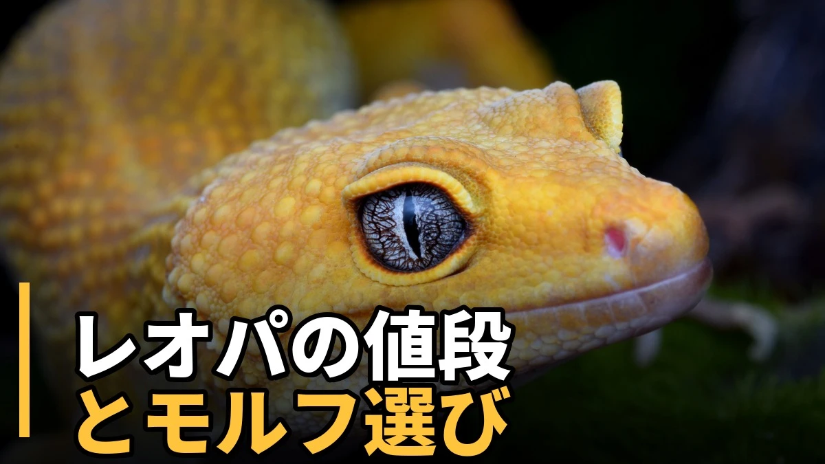 レオパの値段とモルフ（人気の種類・選び方）を解説する記事のアイキャッチ。ヒョウモントカゲモドキ（レオパ）の顔アップ写真。