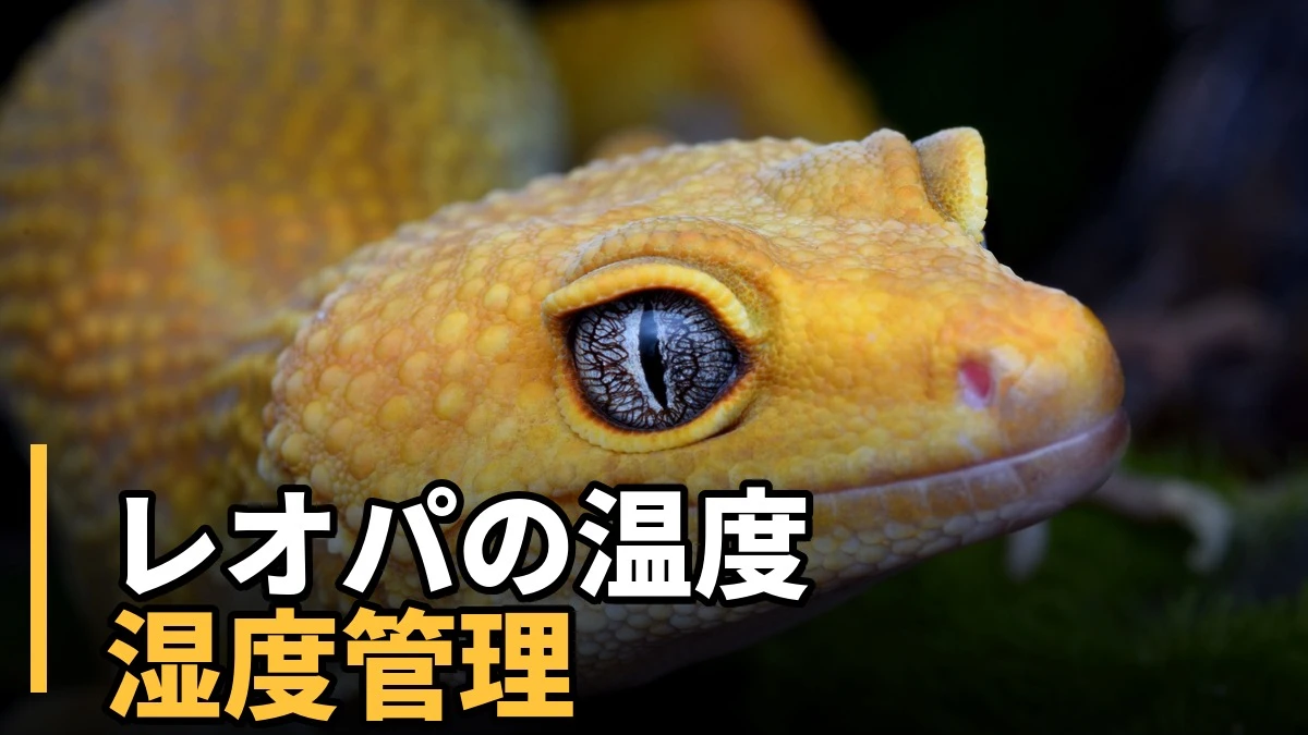レオパの温度・湿度管理を解説する記事のアイキャッチ。ヒョウモントカゲモドキ（レオパ）の顔アップ写真。