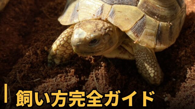 リクガメの飼い方完全ガイド記事のアイキャッチ。土の上を歩くギリシャリクガメ。