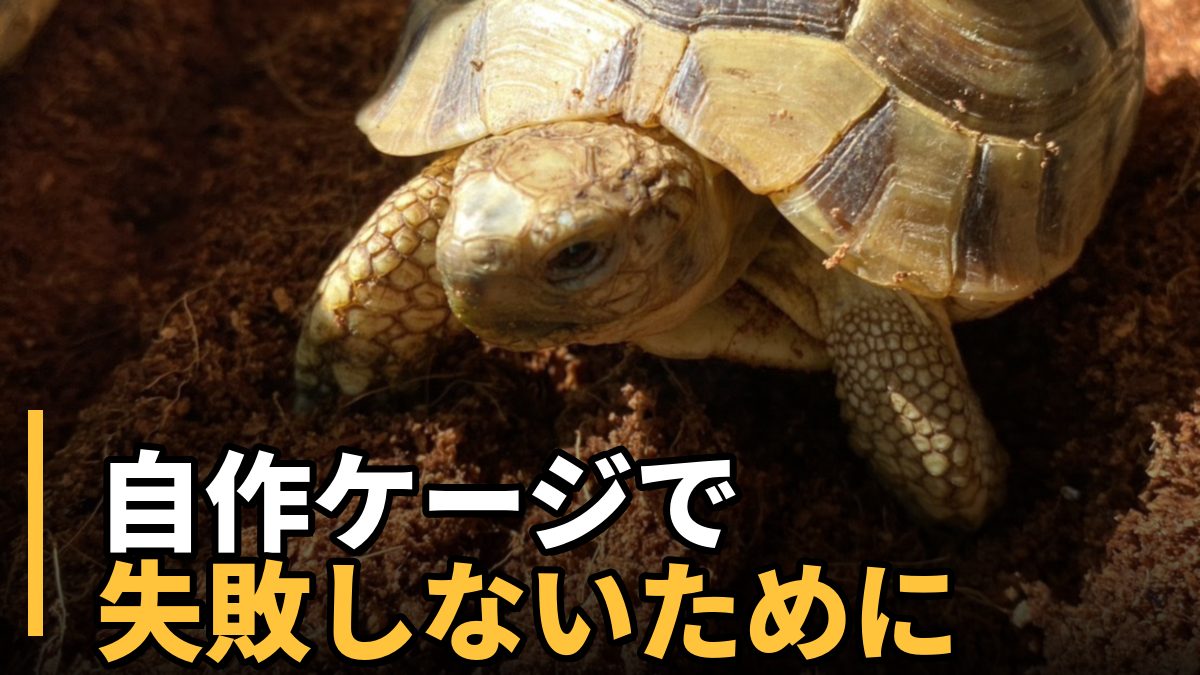 リクガメの自作ケージについて解説する記事のアイキャッチ。土の上にいるギリシャリクガメのアップ写真。