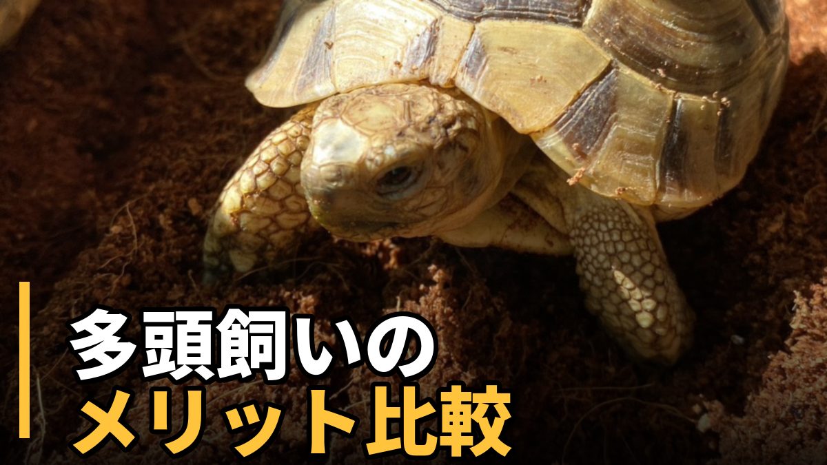 リクガメの多頭飼いについて解説する記事のアイキャッチ。土の上にいるギリシャリクガメのアップ写真。