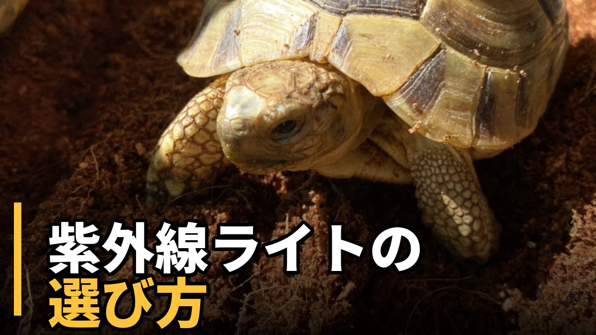 リクガメの紫外線ライトの選び方を解説する記事のアイキャッチ。土の上にいるギリシャリクガメのアップ写真。