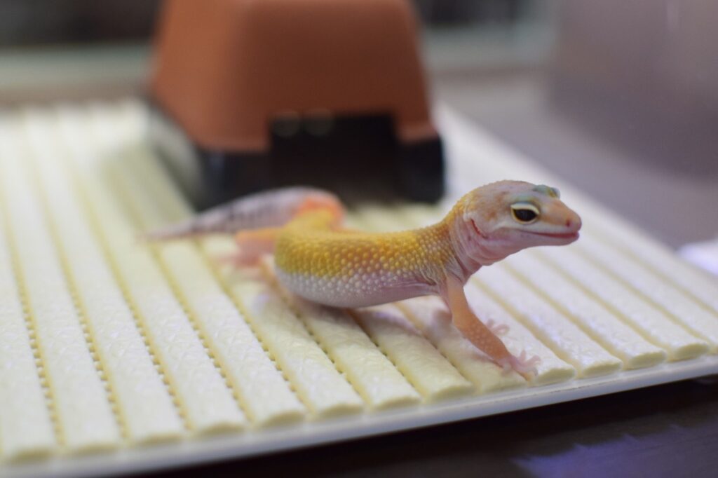 ケージ内のマットの上にいる白と黄色のレオパ