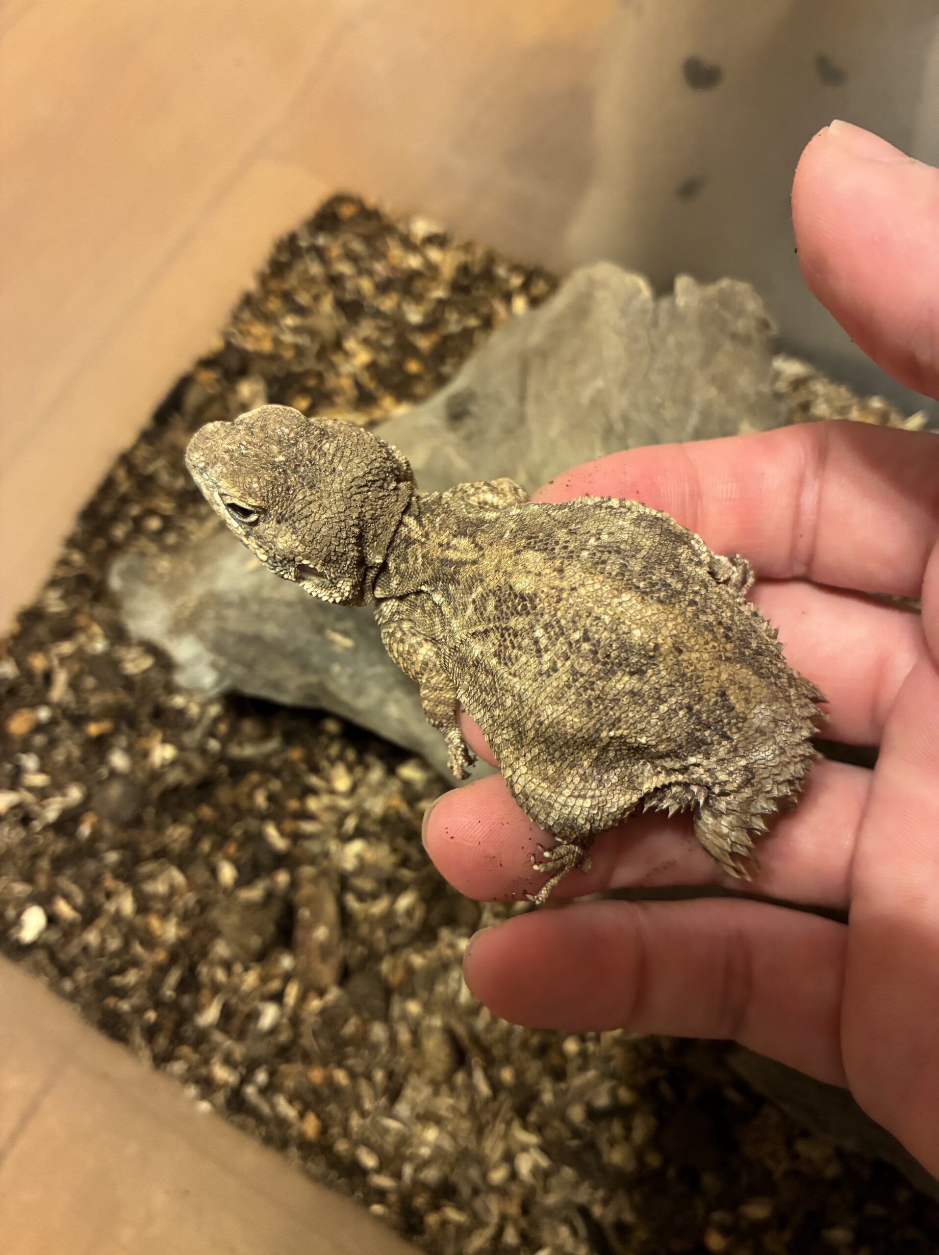 産卵後のゼノガマのメスを手に乗せた様子。腹部がへこんでいる