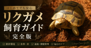 リクガメの飼い方 完全ガイド