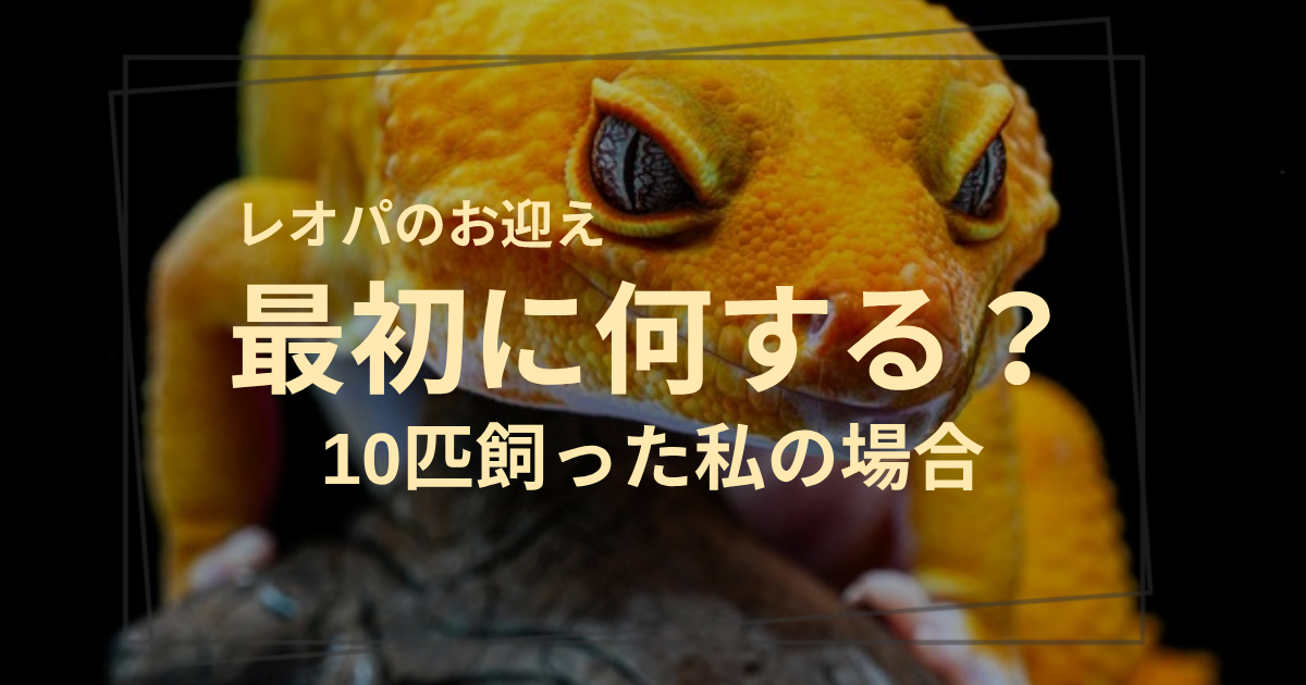 レオパのお迎え 最初に何する？